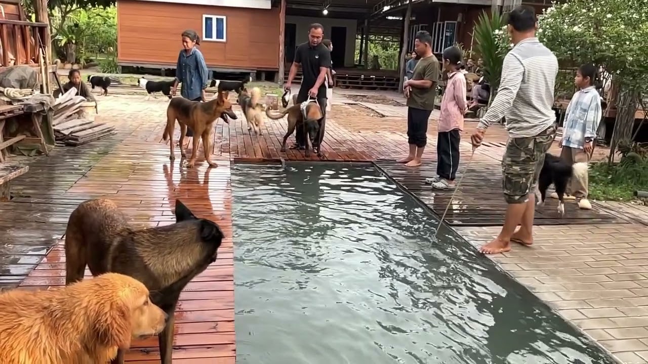 Swimming pool for pets #សត្វចិញចឹមនៅចំការលោកតាសៀមរាម