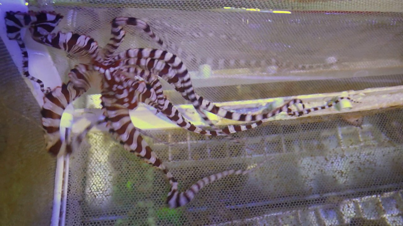 Wunderpus photogenicus. MaxReef.ru