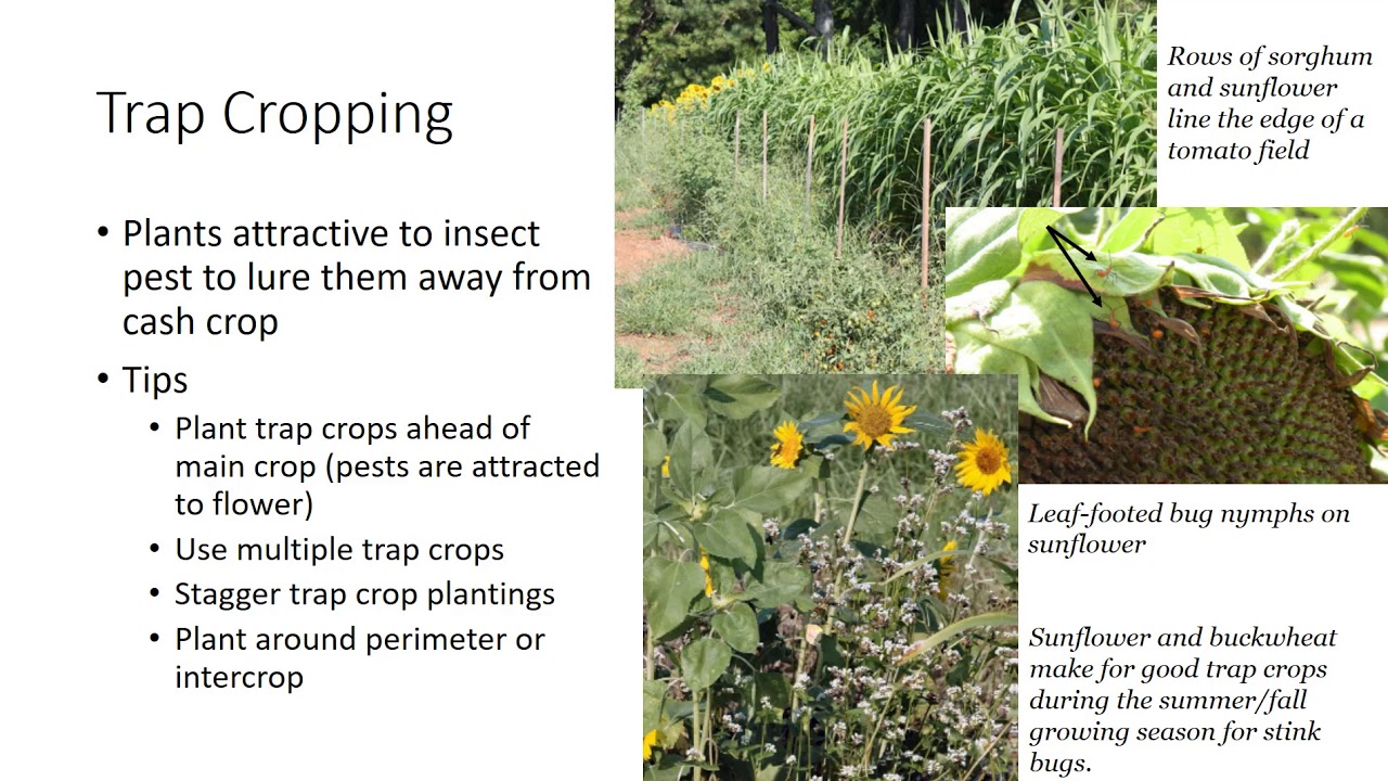 IPM - Cultural Pest Control