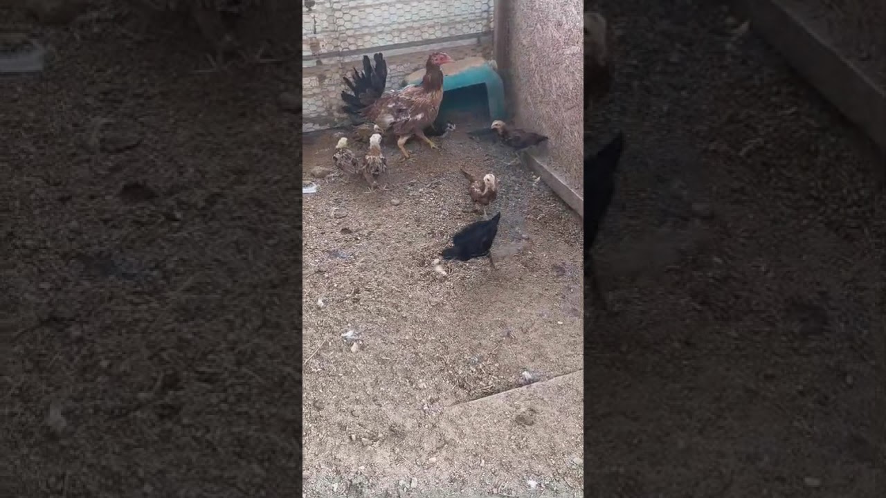 la gallina más fina de mi granja ylh ray hopkins