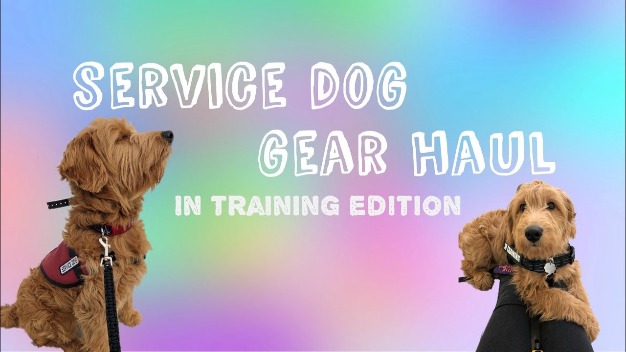 Service Dog Gear Haul || In Training Edition