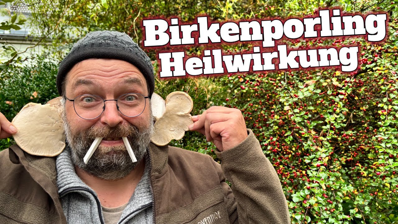 Birkenporling Heilwirkung – So unterstützt er deine Gesundheit 🌿