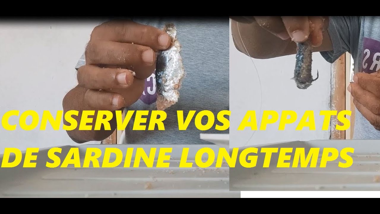 comment conserver vos appat de sardine plus longtemps  كيفية الحفاظ على طعوم السردين لمدة طويلة ؟