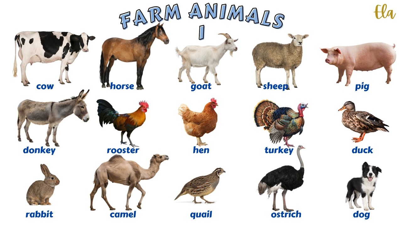 FARM ANIMALS 1