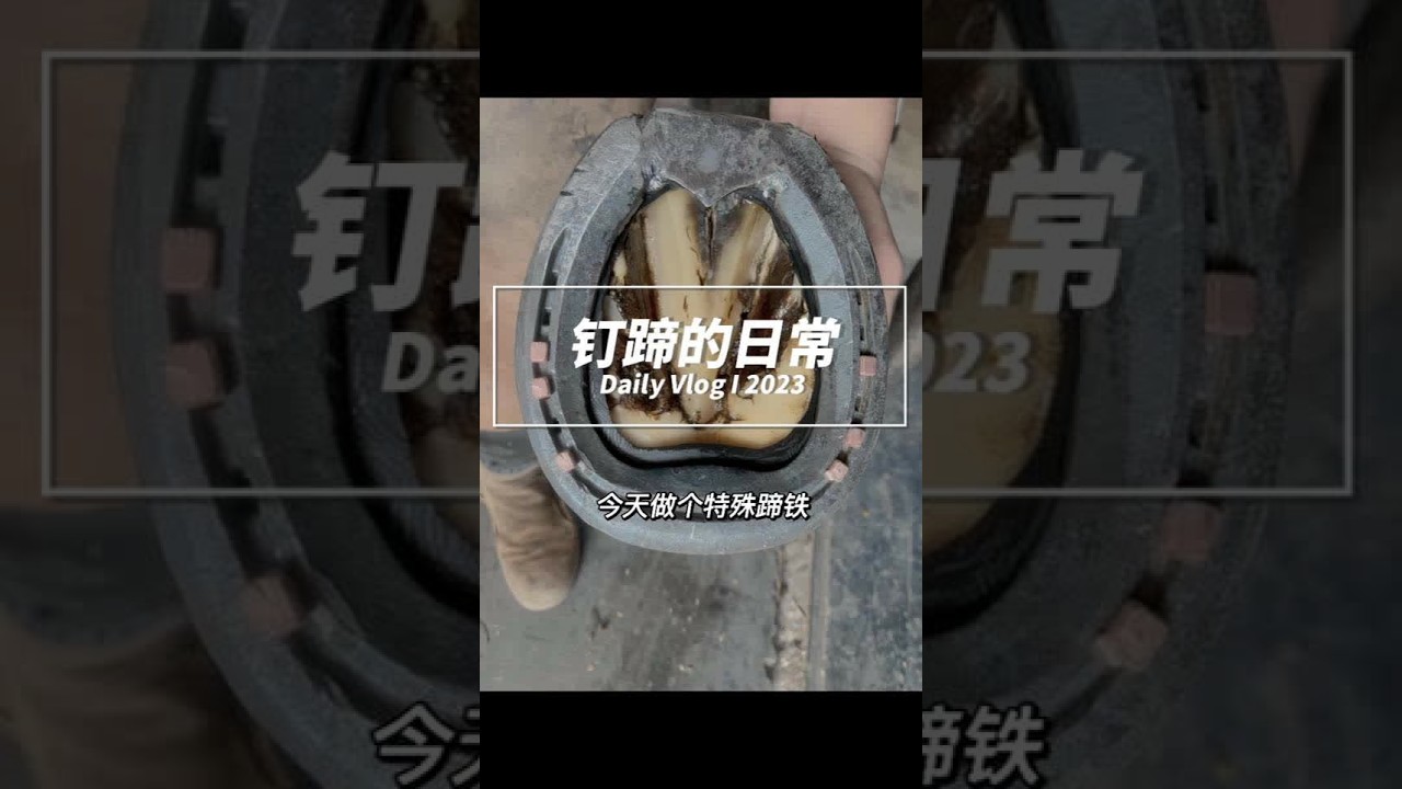 #修马蹄 #解压 #马匹日常护理