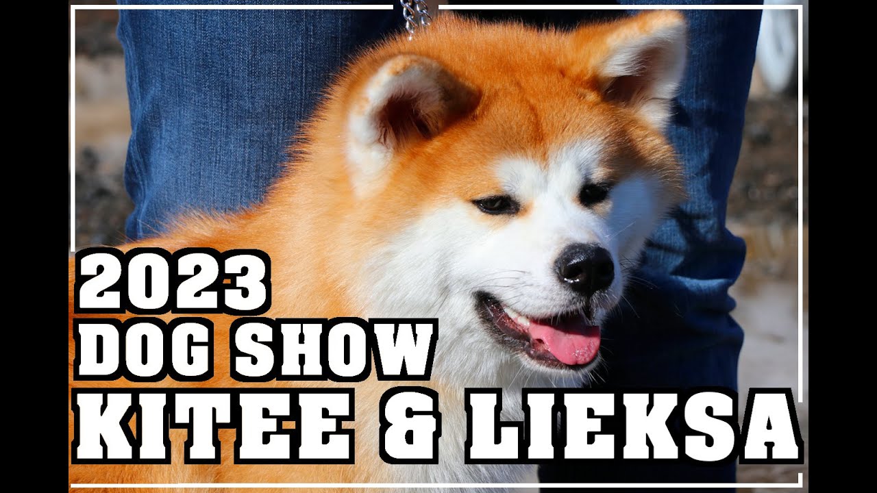 Dog Show Kitee & Lieksa | Akita inu junior