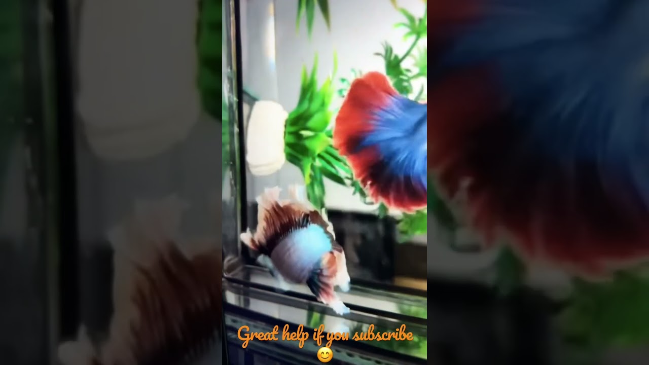 #rarebetta #importedbetta #aquarium #bettafish #beautifullbetta #oranda_goldfish #bettacollection