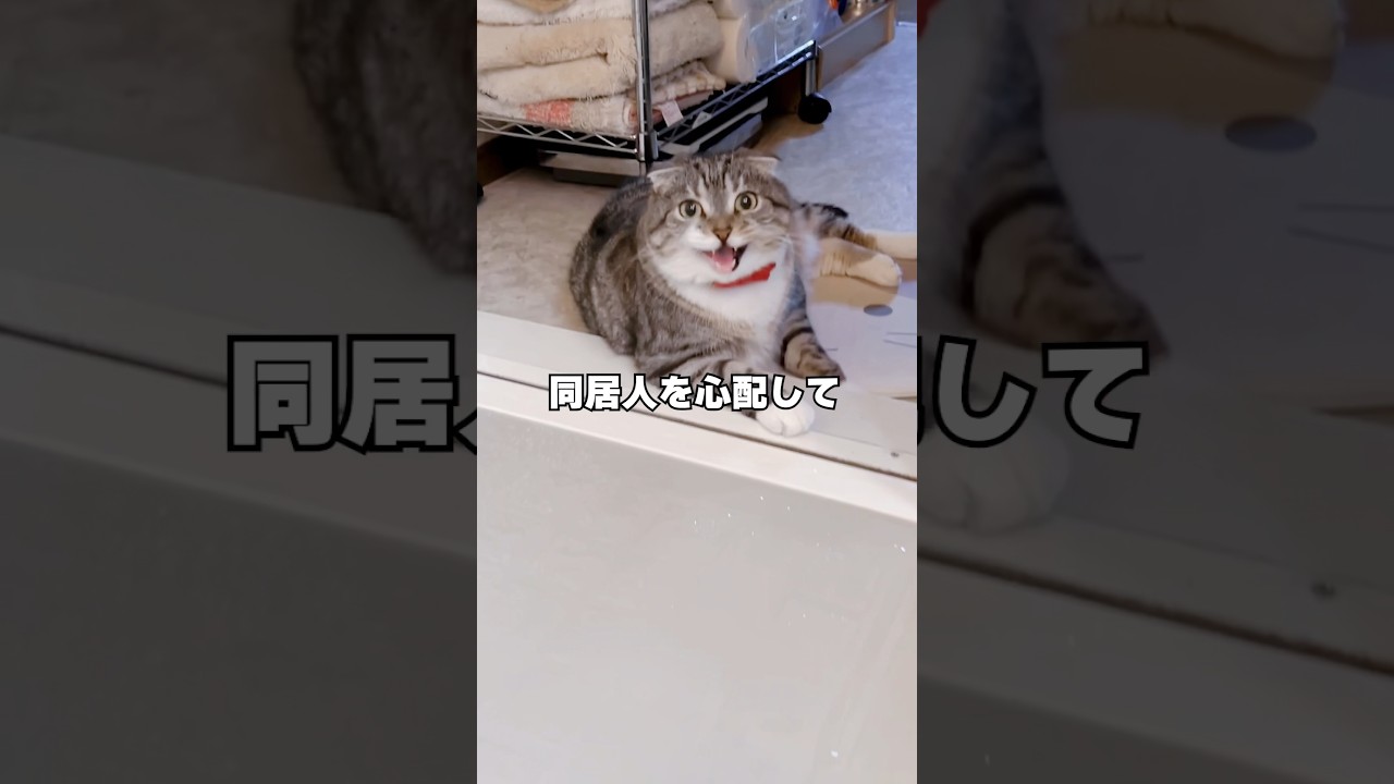 大嫌いなお風呂vs飼い主の命の結末がコチラ🤣🤣🤣 #猫