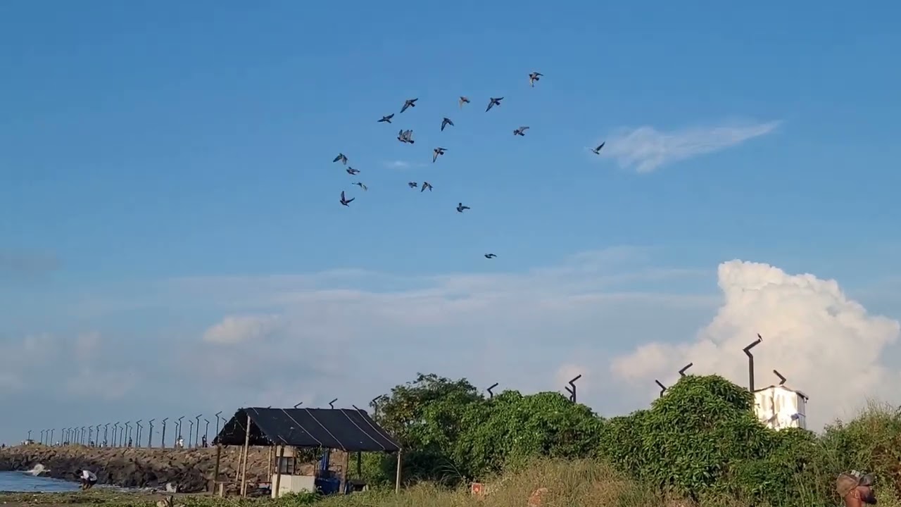28.km training. brazil unniyal #kabutar #raising #parava #animals #instagram #viralastro #