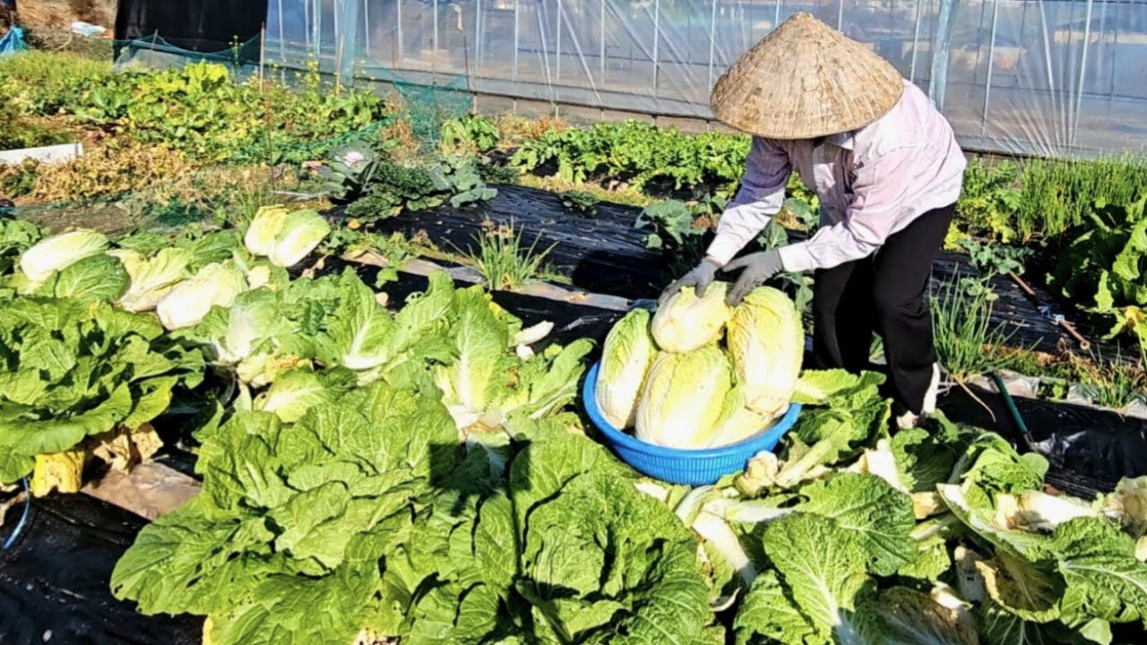Thu Hoạch Hành, Cải Thảo, Củ Cải Chuẩn Bị Làm Kim Chi Ở Hàn Quốc