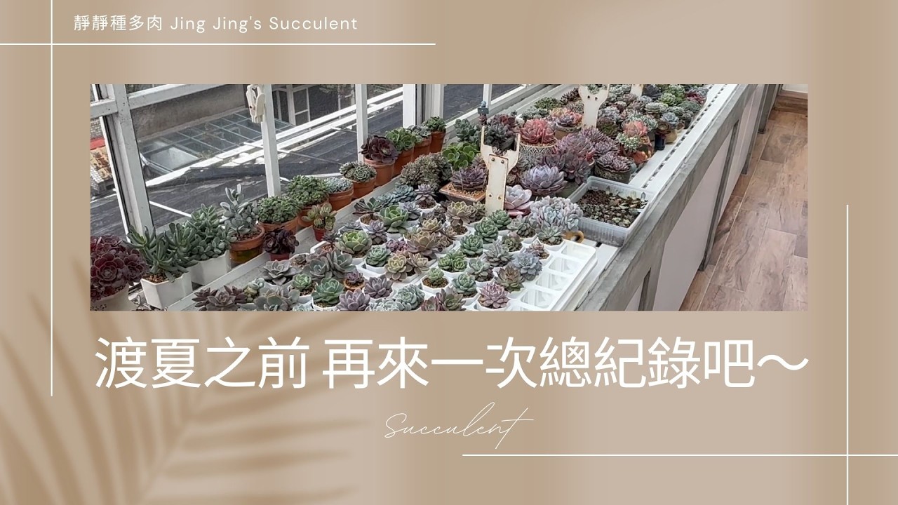 【靜靜種多肉】渡夏之前，再來一次總紀錄吧🤭🤭～～