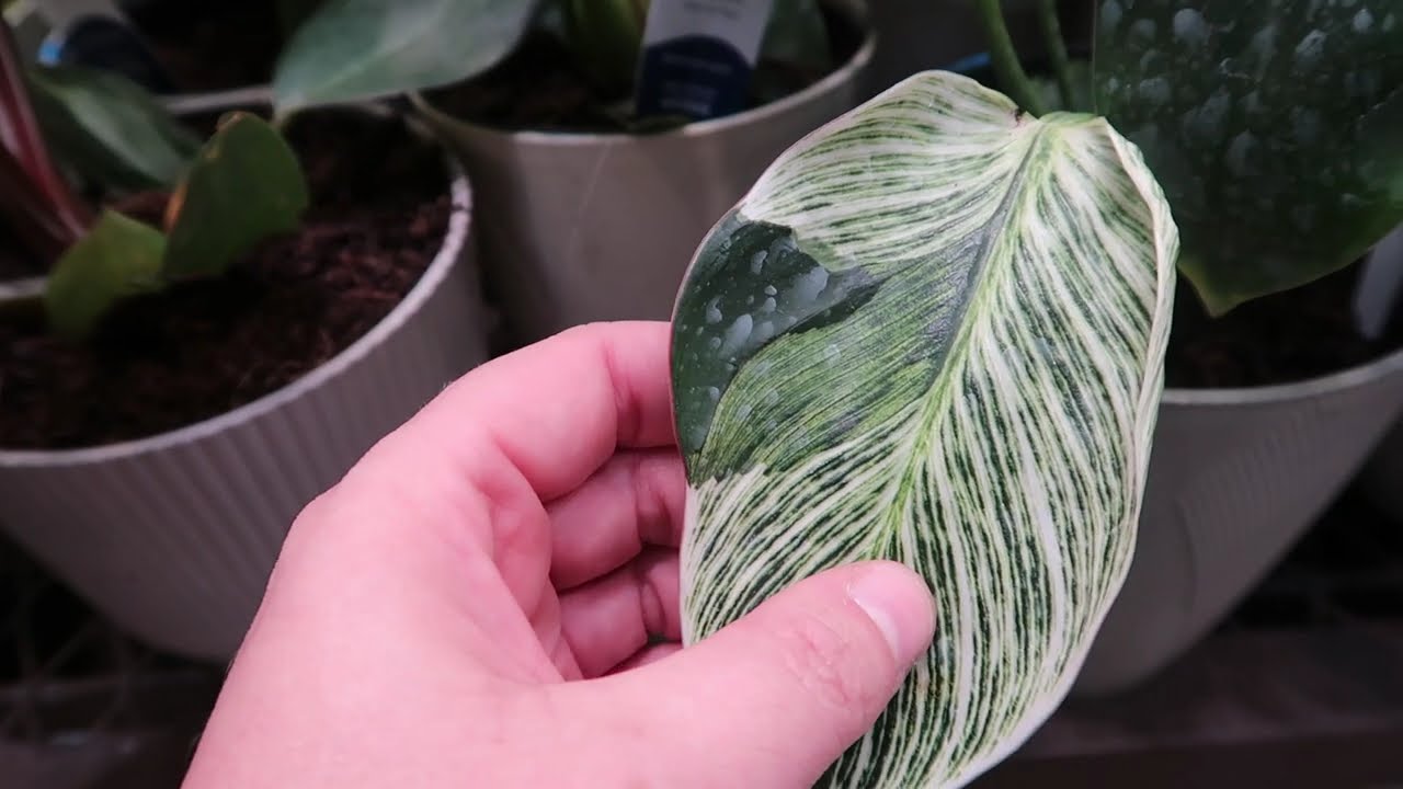 Lowes Houseplant Arrival & Variegated Plants