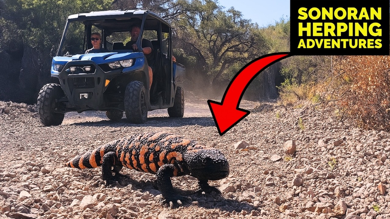 ⛈️ Arizona Monsoon Herping: Gila Monsters and More! 🐍