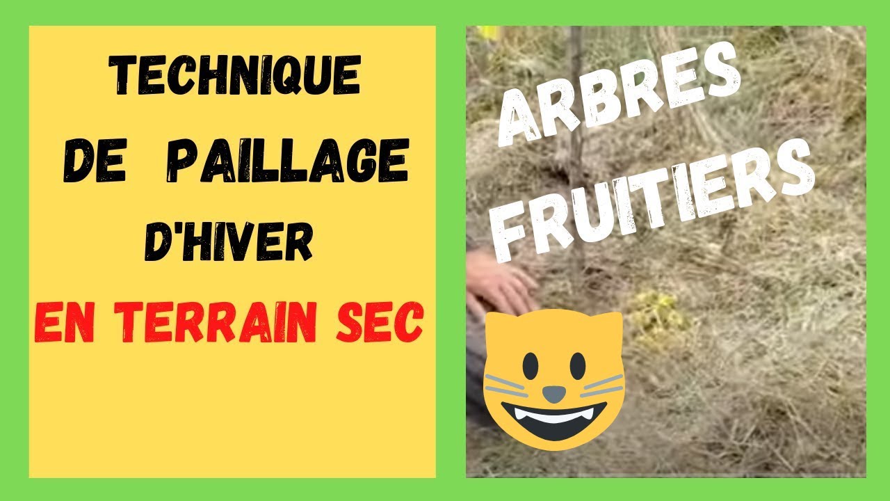 Paillage des arbres fruitiers en hiver en terrain sec et drainant - Permaculture