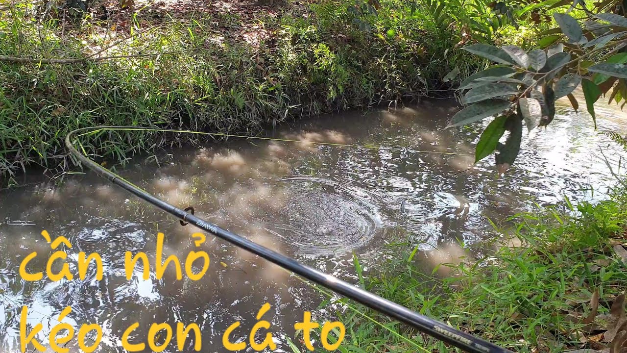 Cách câu cá tra đơn giản nhất, công dụng của phao treo trên dây máy | Săn bắt SÓC TRĂNG |