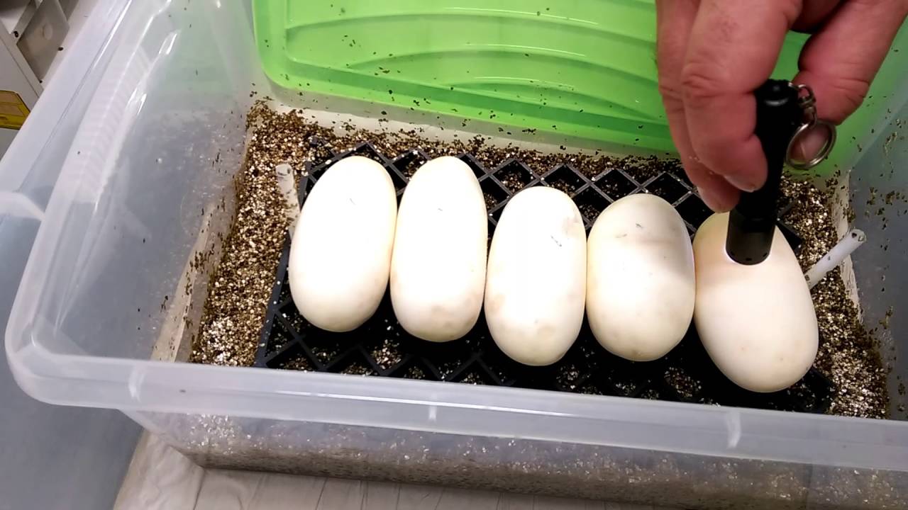 Pulling some eggs and a few tips 😉