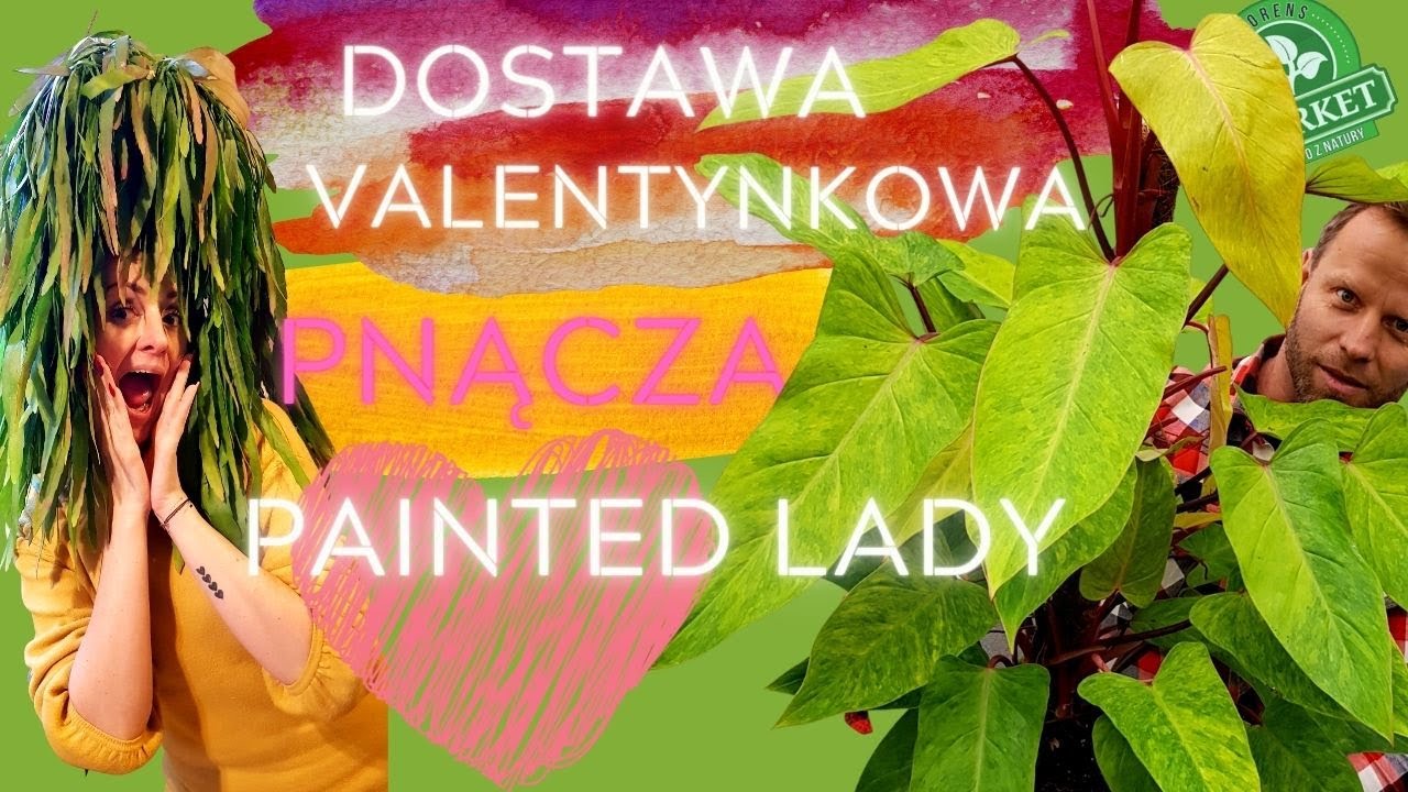Philodendron Painted Lady❤ filodendrony kolekcjonerskie na Walentynki