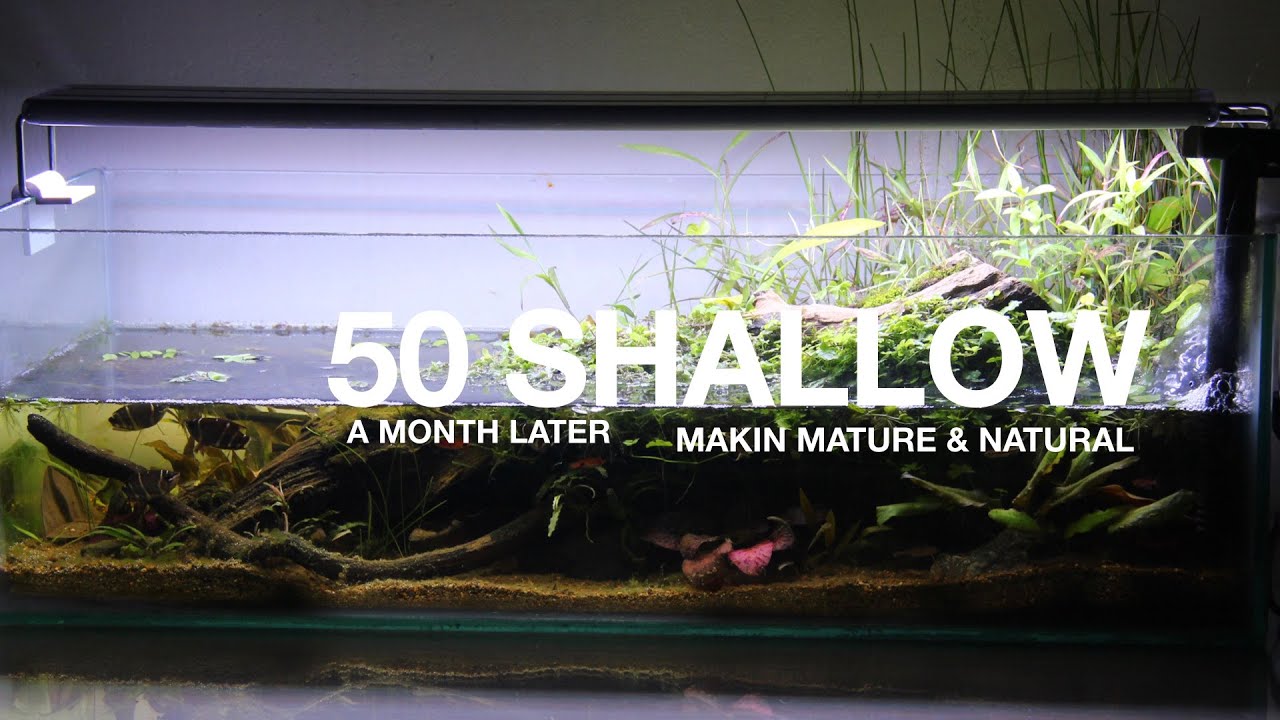 Update 1 Bulan akuarium cetek - First Month Update shallow tank