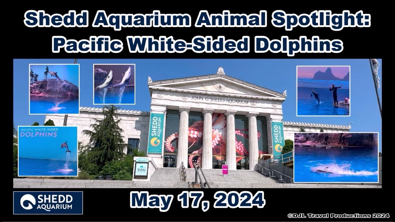Shedd Aquarium Animal Spotlight: Pacific White-Sided Dolphins | May 17, 2024