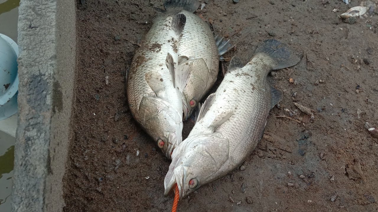Cara Mancing ikan kakap putih Tambak ‼️ Langsung Bisa.