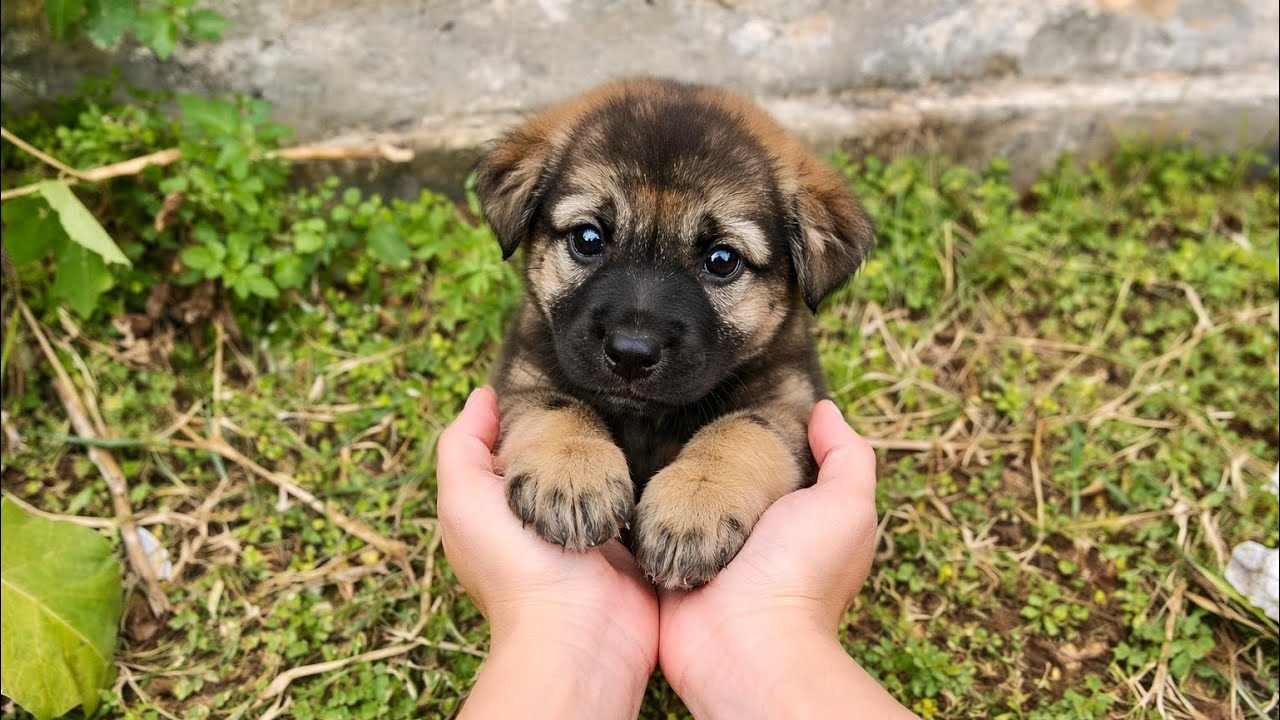 The abandoned puppy was shivering and crying in the cold wind! I adopted and cared for him.