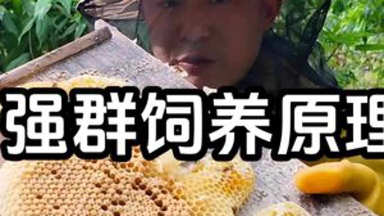 蜜蜂不想分蜂 该怎么饲养保证强群不起王台不分蜂，上继箱是唯一的选择#中蜂上续箱 #蜜蜂养殖技术 #养蜂人邓师傅 #新农人计划2025 #伏牛王