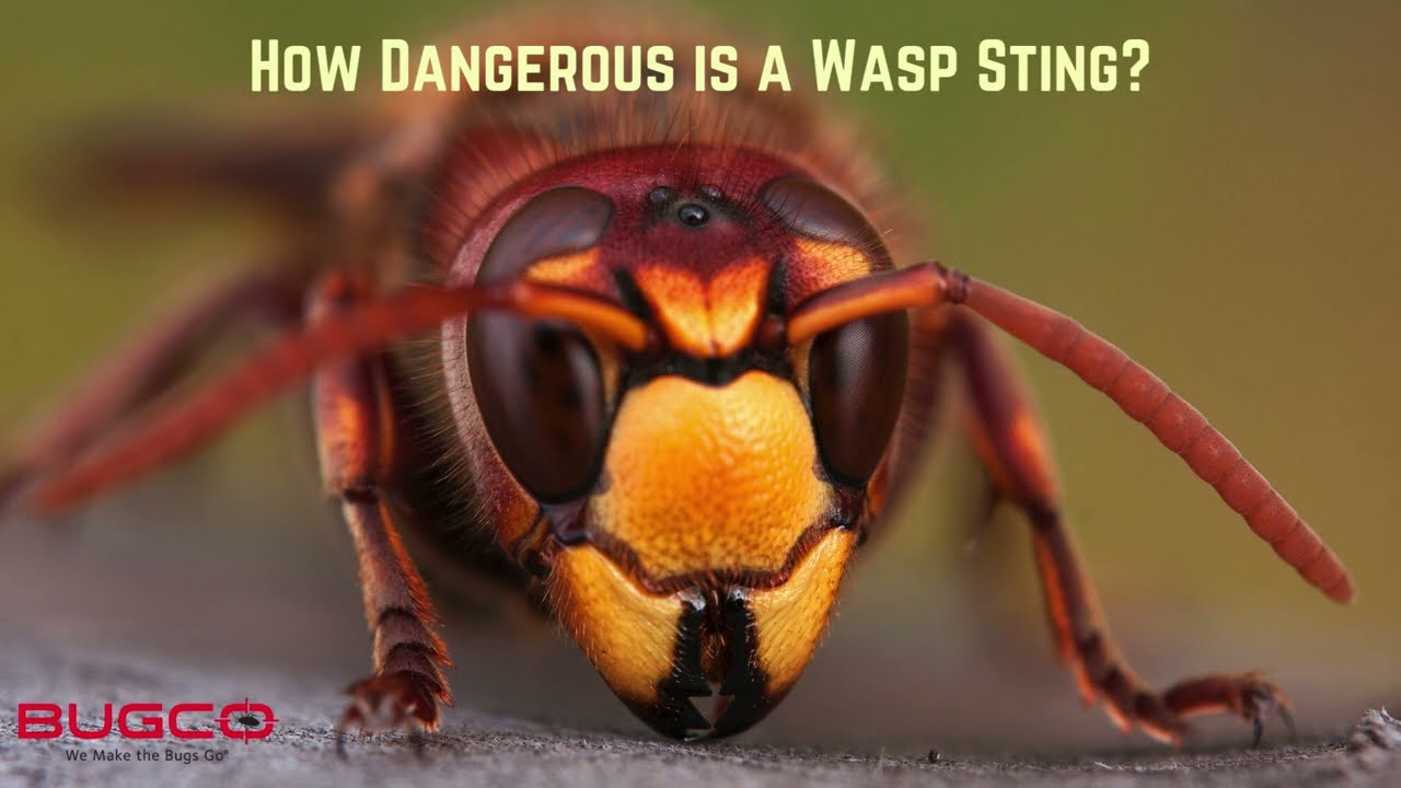 Are Wasps Dangerous?