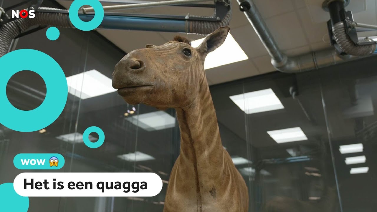 Zebra of paard? Dit uitgestorven dier komt in een museum