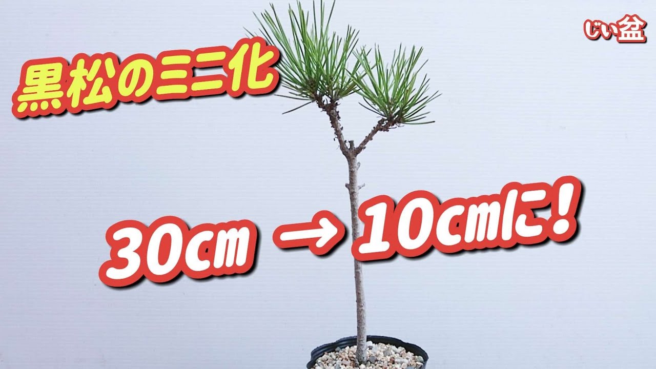 -20см! 😱 [Удивительно до и после] Миниатюризация Куромацу. / Как сделать бонсай / [Бонсай]