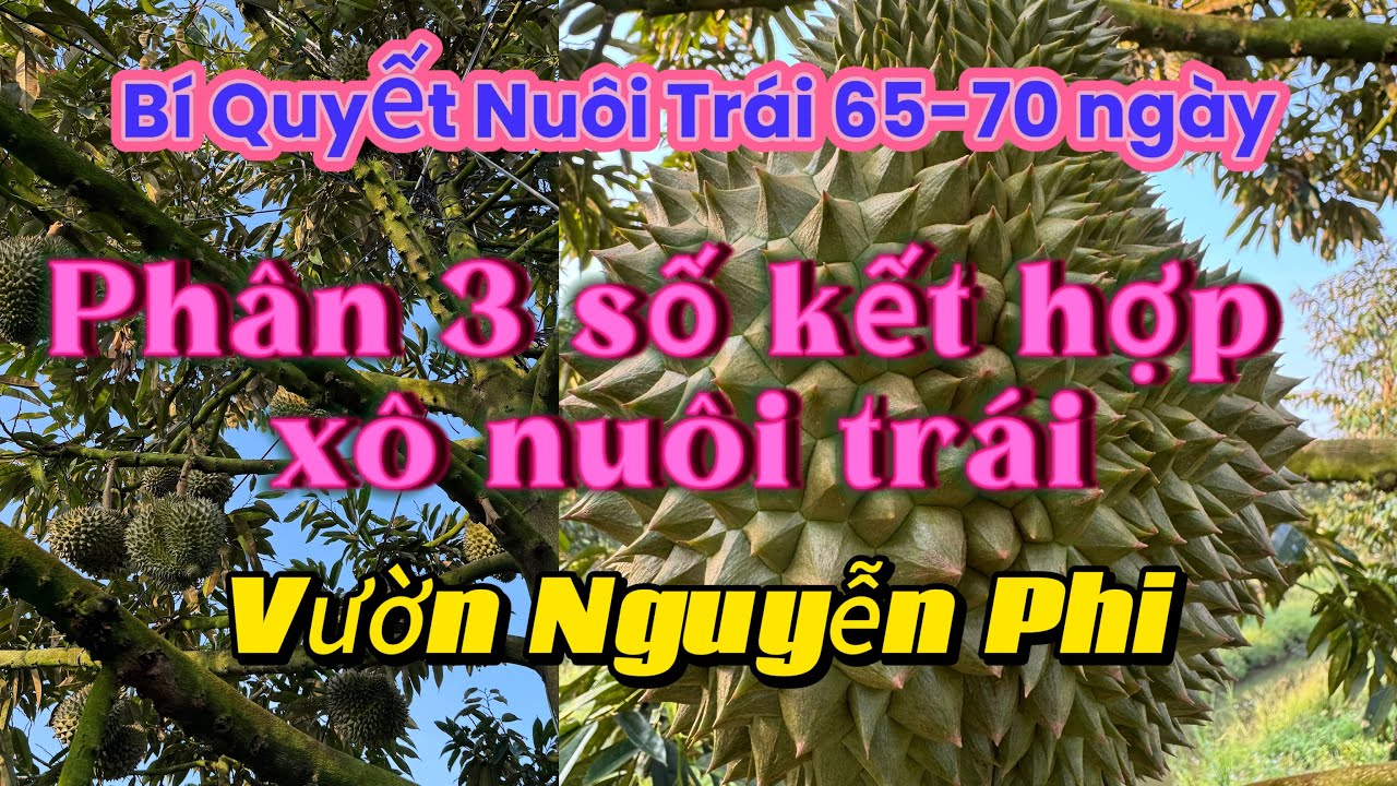 TẬP 211. BÍ QUYẾT NUÔI TRÁI 65-70 NGÀY:PHÂN 3 SỐ KẾT HỢP XÔ NUÔI TRÁI |VƯỜN NGUYỄN PHI
