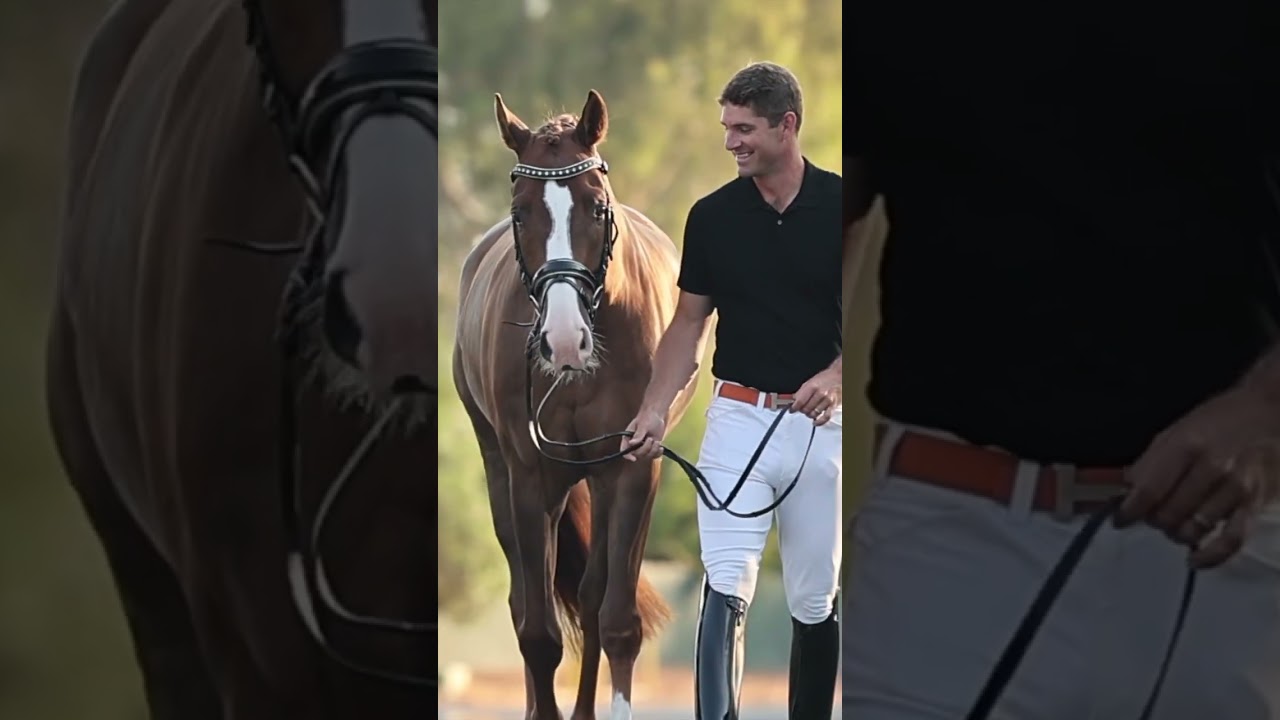 Elite prospect sealed bid auction. #dressagehorseforsale #dressagehorses #dressage