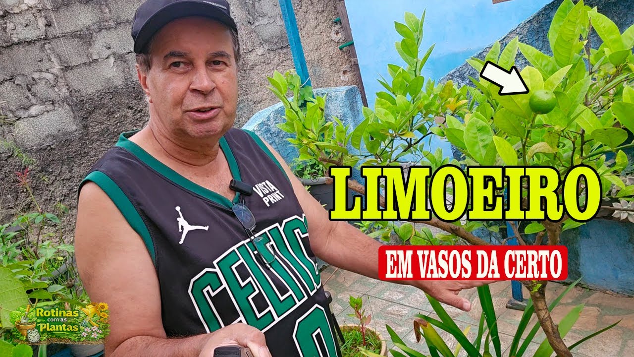 Limoeiro em vaso no quintal Rotinas Diárias entre Plantas e Pássaros