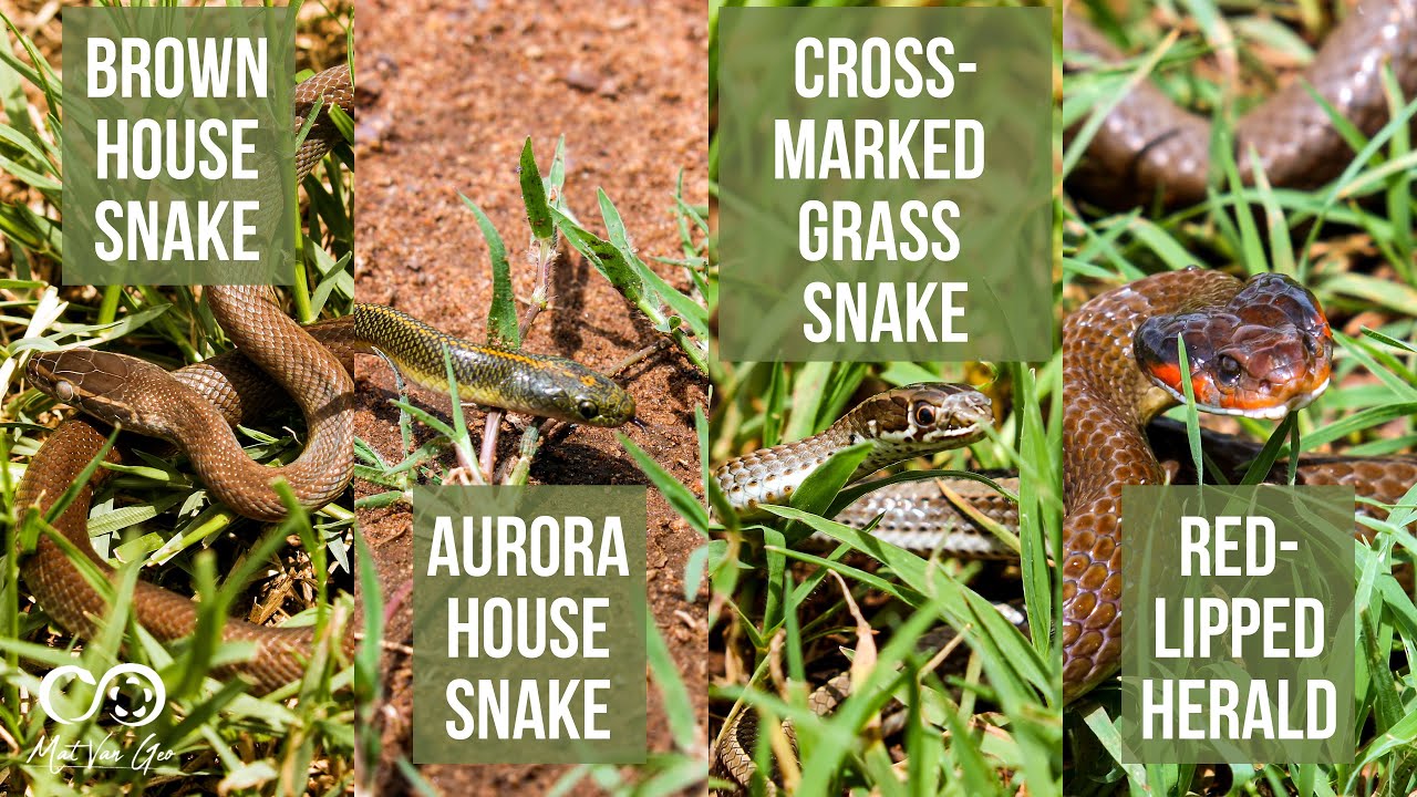 Red-Lipped Herald, Western Yellow-Bellied Sand Snake, Aurora House Snake & Brown House Snake