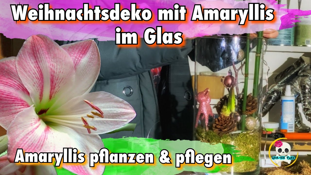 Amaryllis im Glas ( Weihnachtsdeko mit Amaryllis im Glas ) Amaryllis pflanzen und pflegen