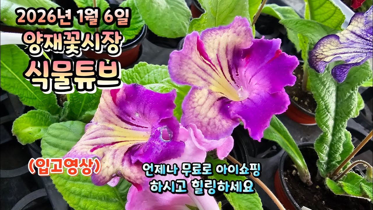 양재꽃시장 식물튜브 26년 1월 6일 입고영상 시청 하시면서 힐링타임 되시길 바랍니다~   #양재꽃시장 #식물튜브 #식물아빠