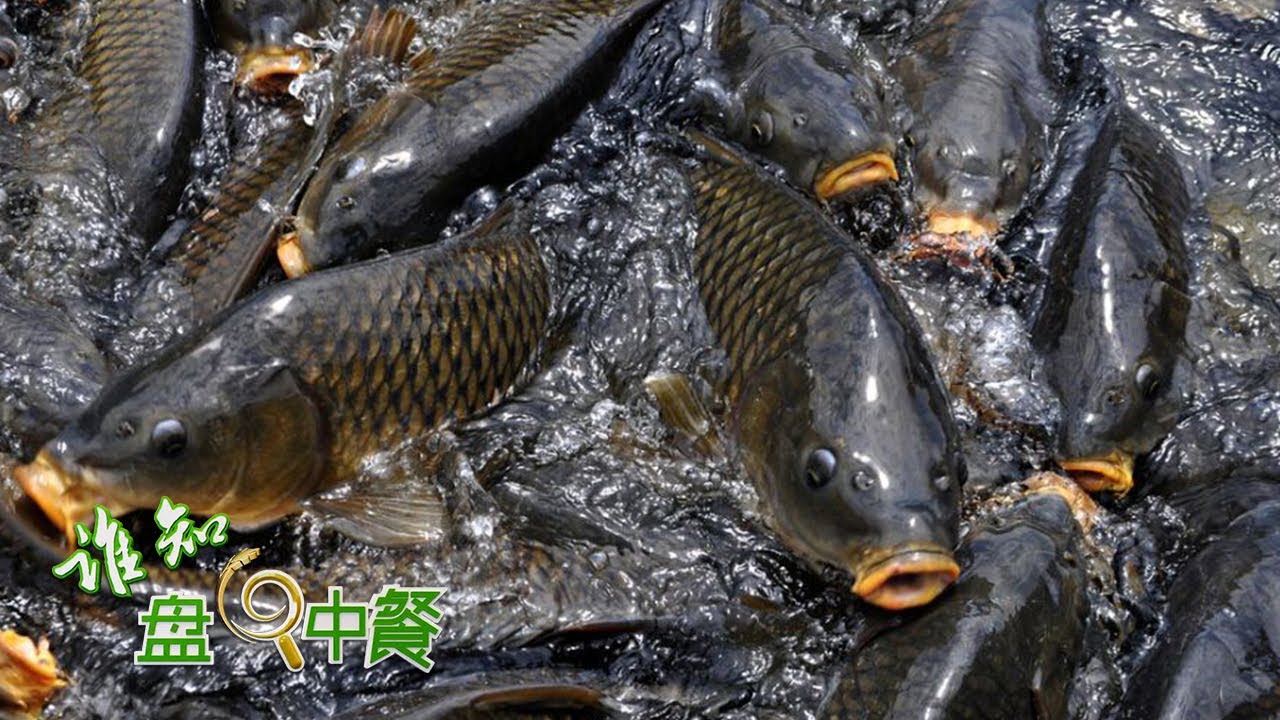 养鱼先养水！揭秘养殖黄河鲤鱼的技术方法，不断优化，打造渔业生产新财富！|「谁知盘中餐」20220419
