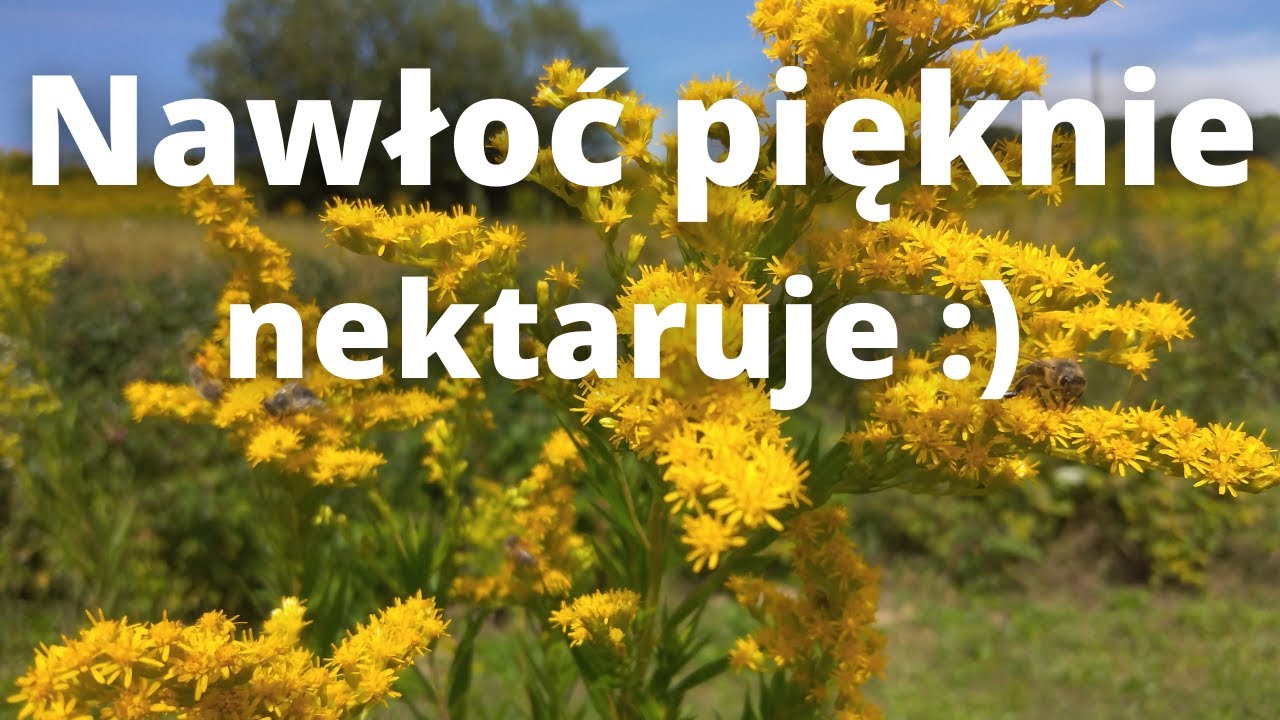 #105 Nawłoć pięknie nektaruje - wstawiam nadstawkę na miód.