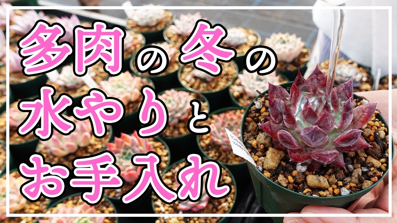 【多肉植物】多肉の冬の水やりとお手入れ。色付いた多肉を楽しみながら冬を乗り越えましょう！
