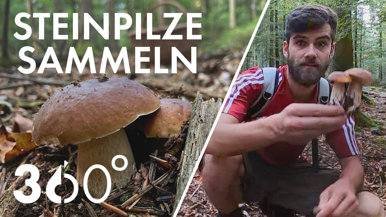 360° STEINPILZE SAMMELN  | mit dergartenkanal
