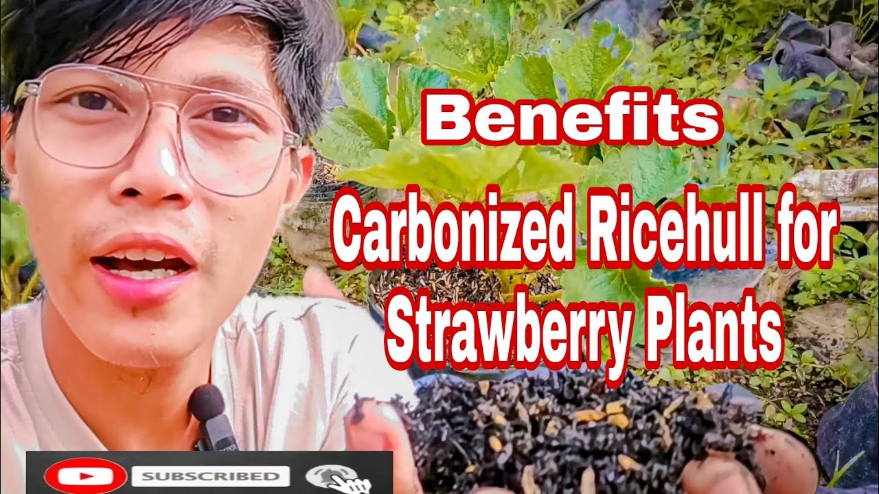 Strawberry sa Mainit na lugar Carbonized Ricehull and its Benefits #strawberry