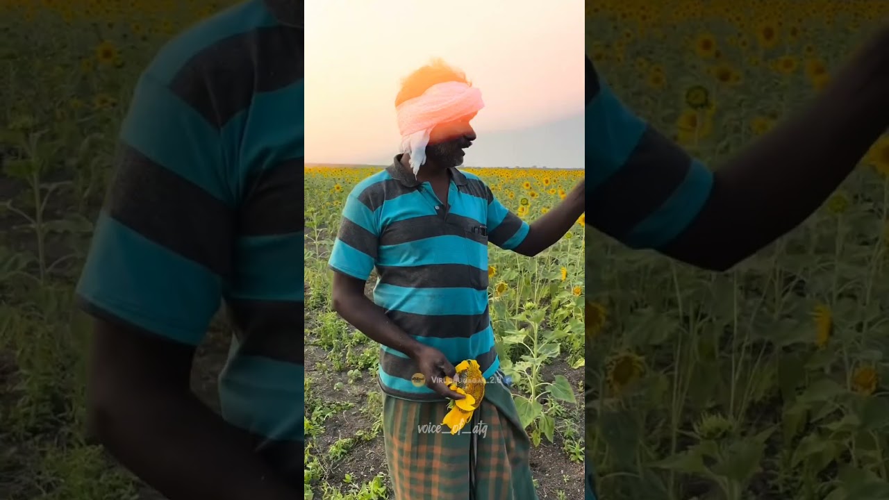 Tranding sunflower farm land parithapangal...😓😞|| 