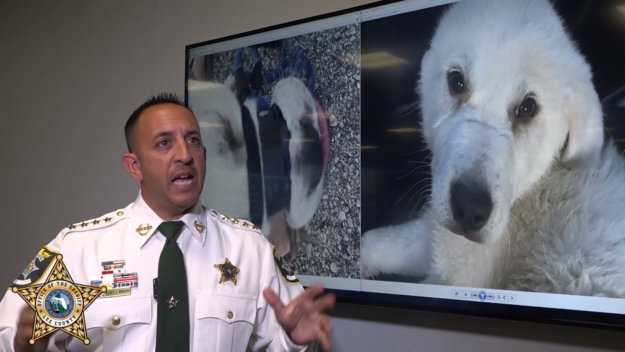 Sheriff Carmine Marceno Announces: Two Arrested for Taping a Dog's Mouth Shut, Abandoning Another