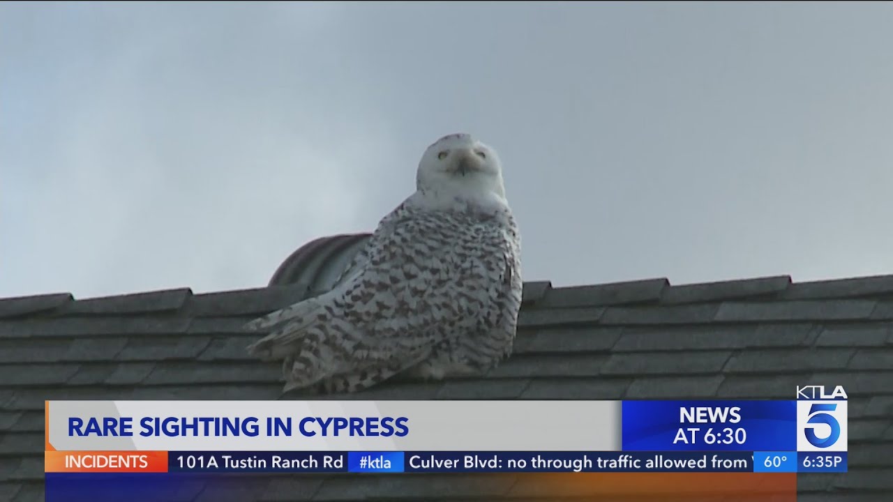 Rare snowy owl sighting in Orange County captivates local residents