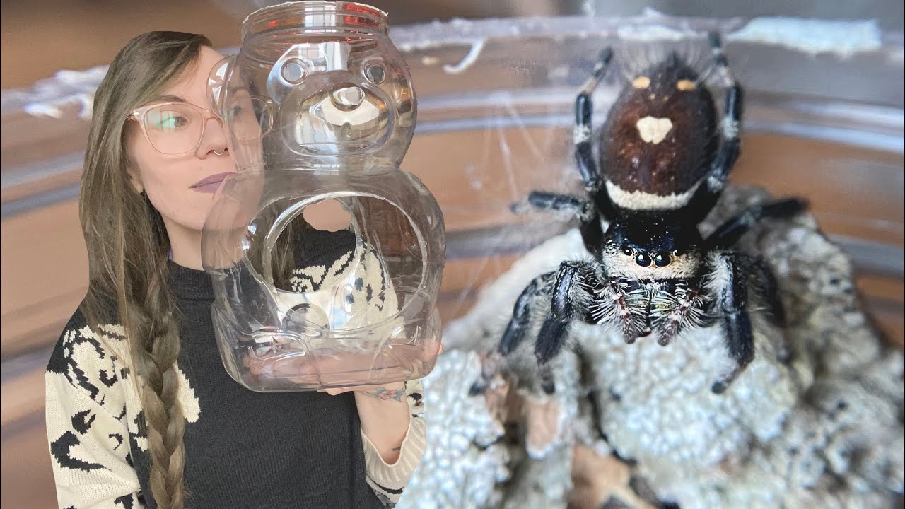 3 EASY DIY JUMPING SPIDER ENCLOSURES (and jumpy rehousings)