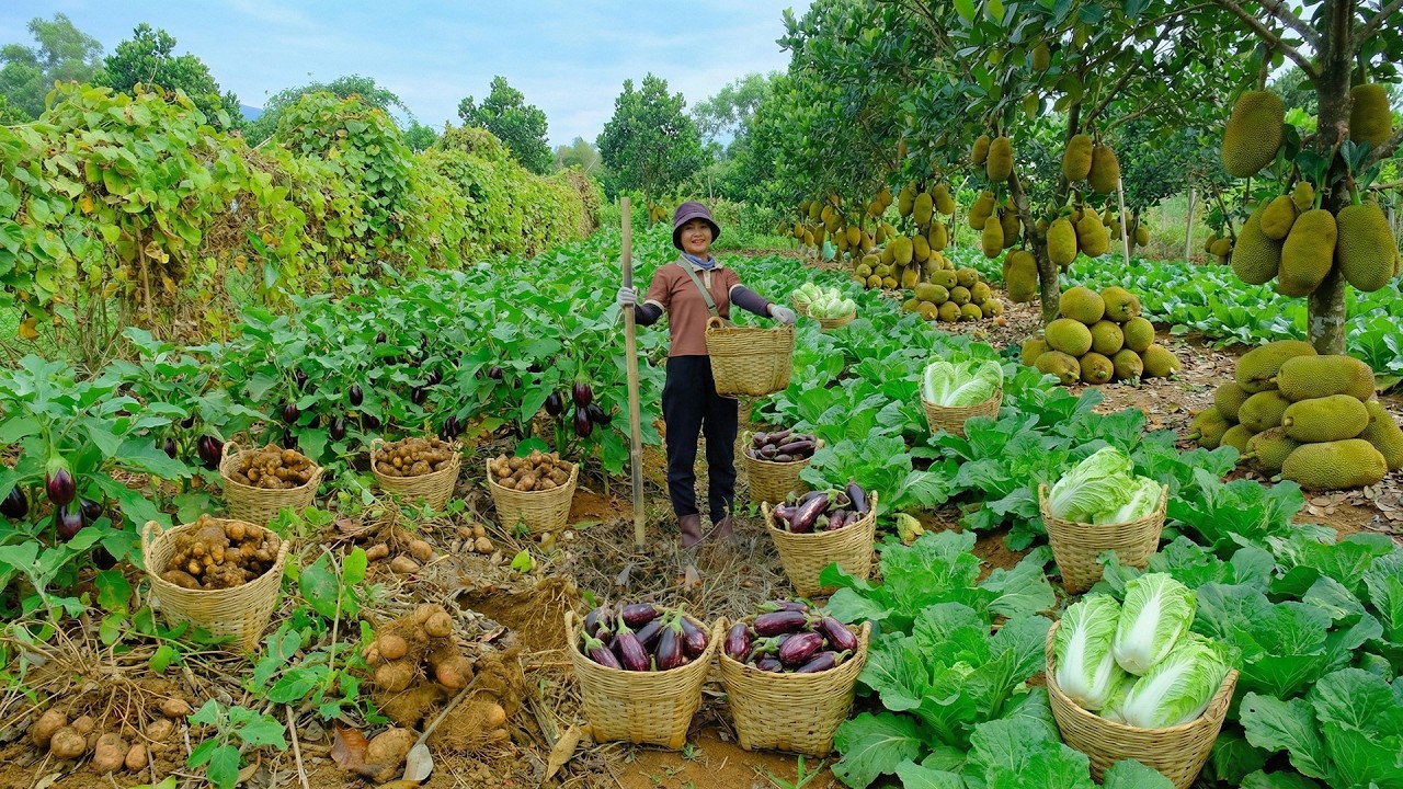 Relax With Harvest Farm Produce: Chinese Yam, Napa Cabbage, Jackfruit, Water Drop Eggplant, Beans
