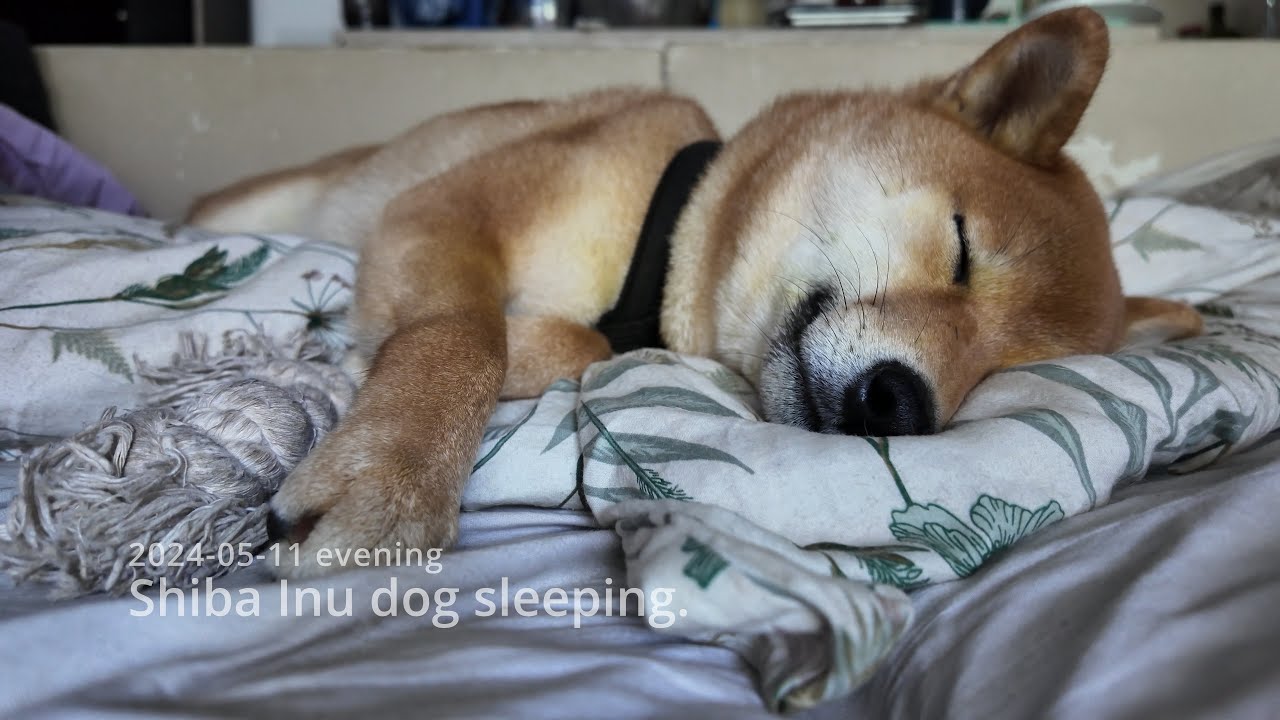 Shiba Inu sleeping in bed 15min