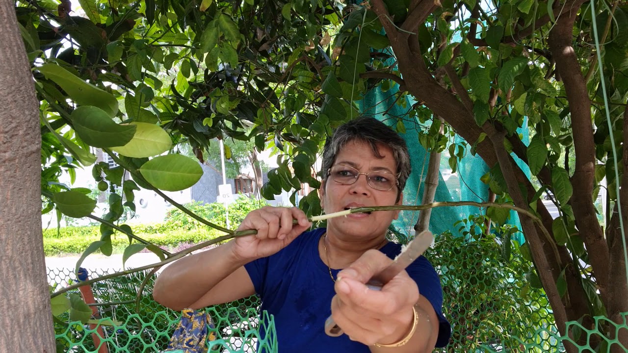 पेड़ पर गुट्ठी बांधना। Air layering on lemon tree.