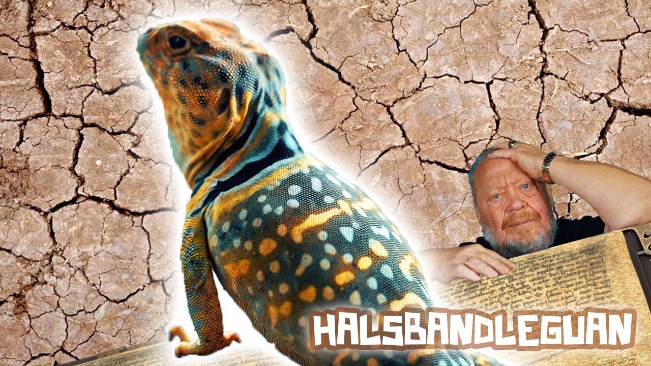 GANZ SCHÖN FLINK – HALSBANDLEGUAN | TERRARISTIKENZYKLOPÄDIE | ZOO ZAJAC