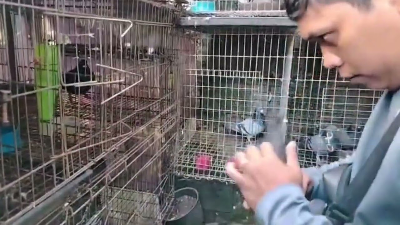 TAIWAN BIRS NAPAKA GANDA BUY AND SELL TAYO  KALAPATI TAIWAN IMPORTED 
