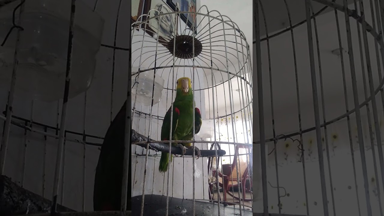 de nuevo mi jarocho